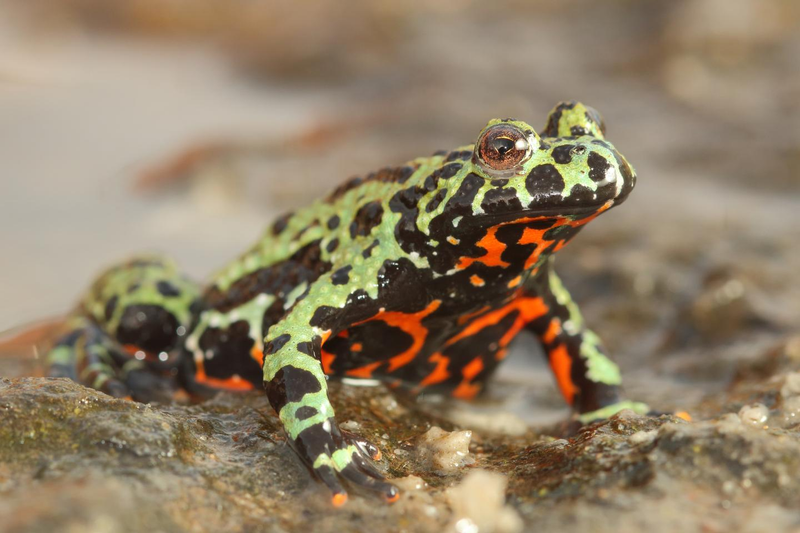 A captive Oriental fire-bellied toad (Bombina orientalis) imported into Europe from South Korea